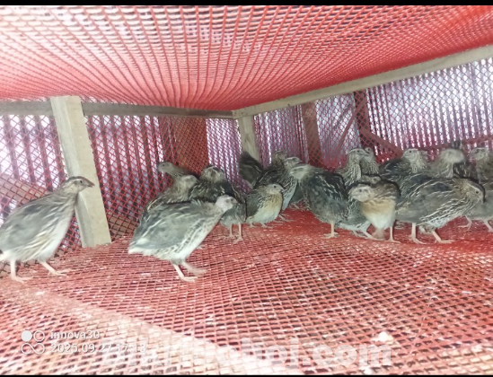মাংসের জন্য কোয়েল পাখি বিক্রি করা হবে